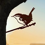 Metalbird
MINI
winterkoninkje